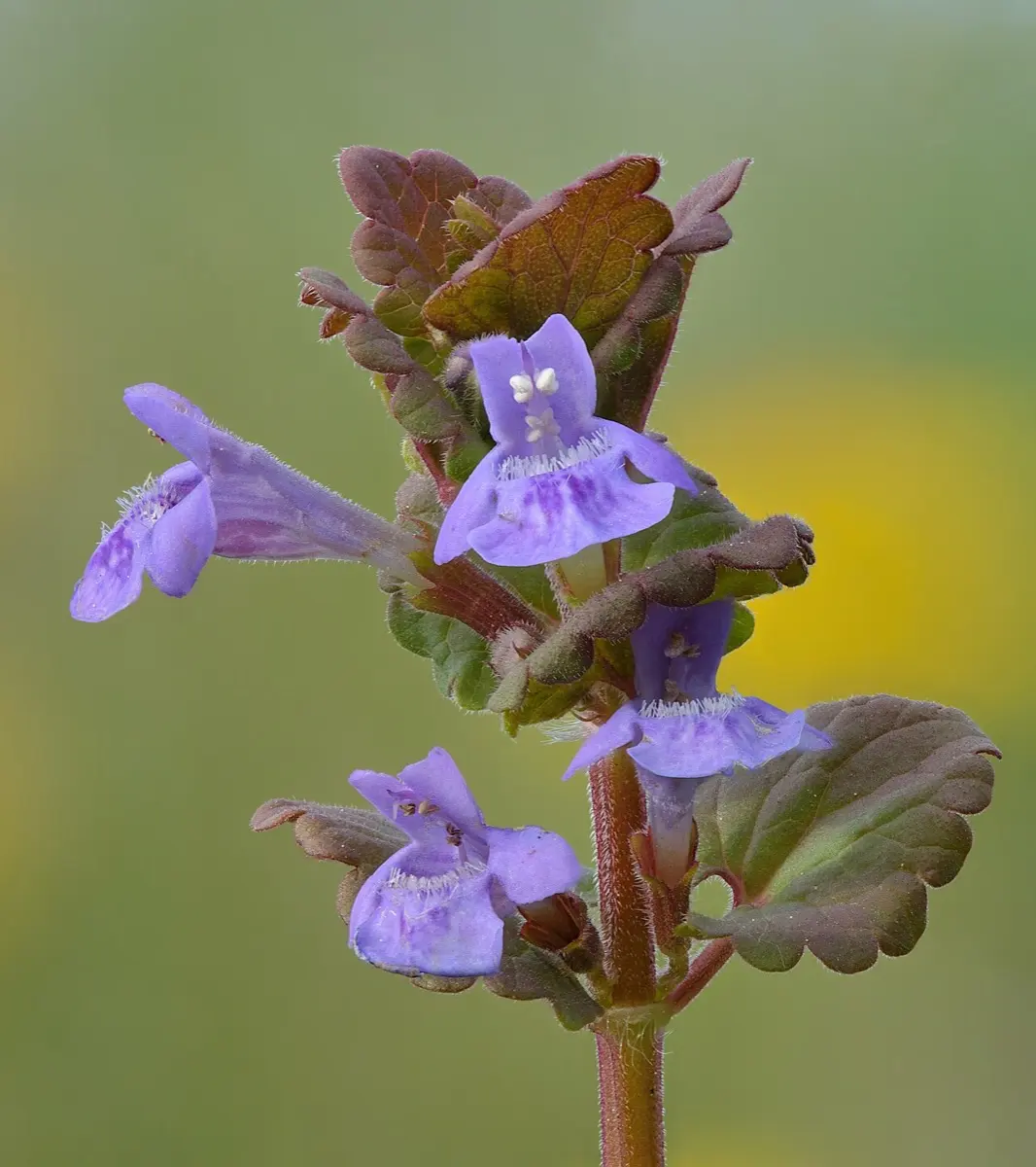 Lierre terrestre (Glechoma hederacea)