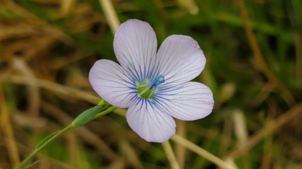 Lin (Graines crues) (Linum usitatissimum)