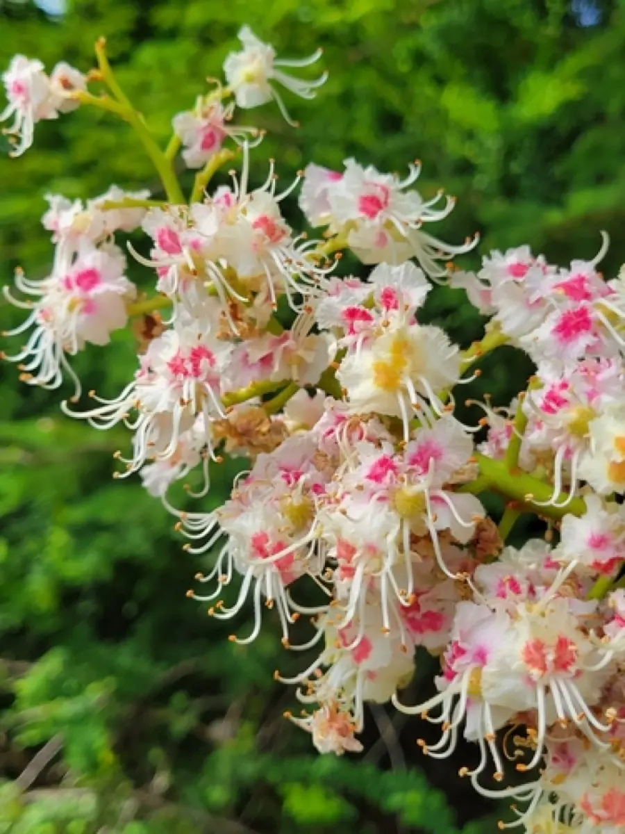 Marronnier d'Inde (Aesculus hippocastanum)