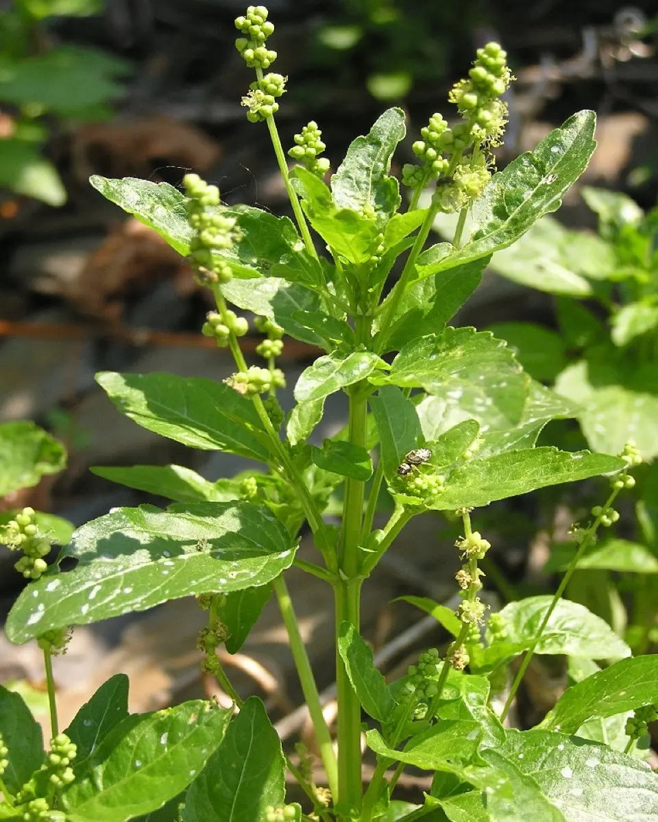 Mercuriale annuelle (Mercurialis annua)