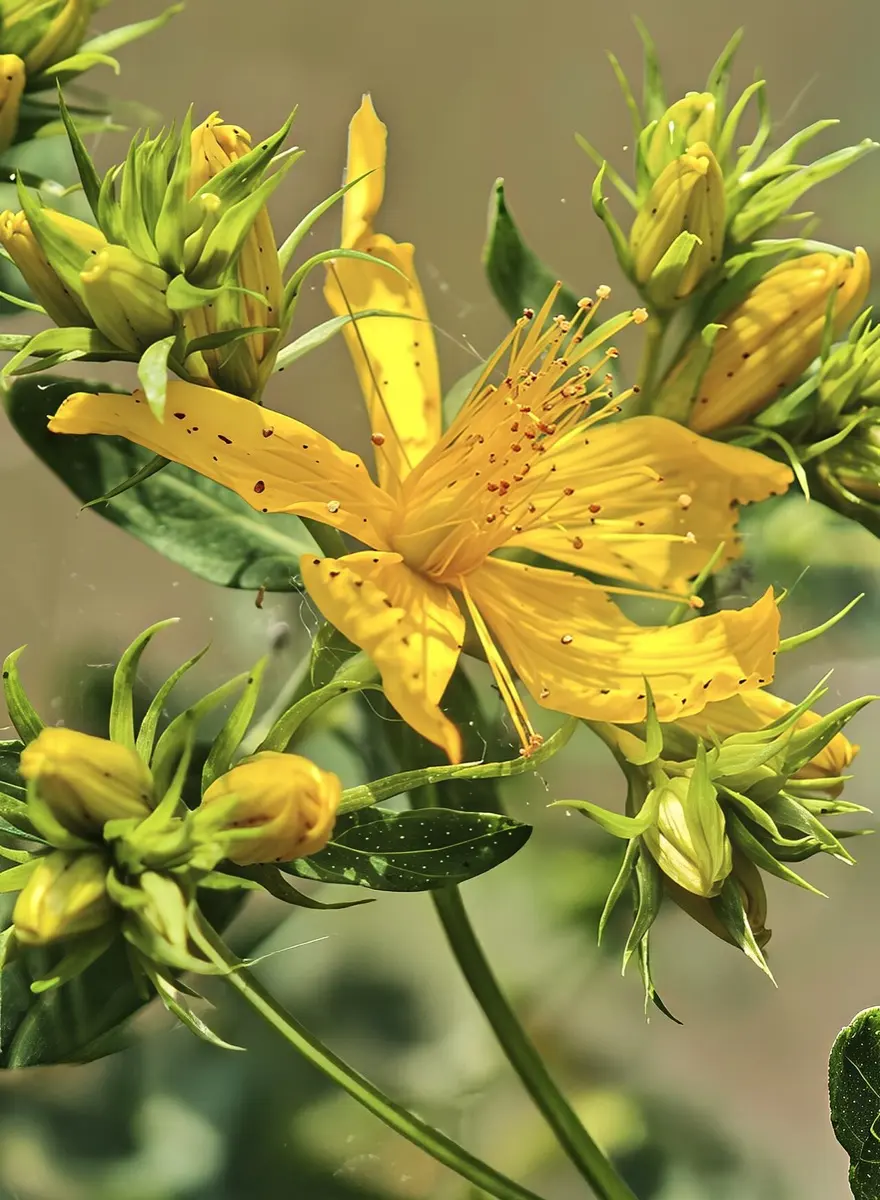 Millepertuis perforé (Hypericum perforatum)