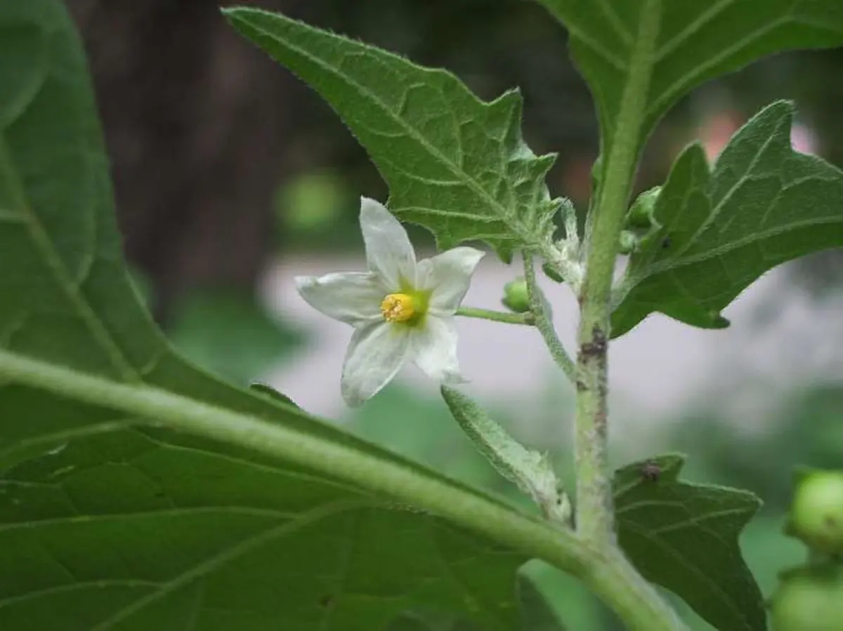 Morelle noire (Solanum nigrum)