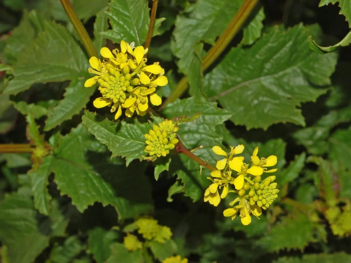Moutarde sauvage (Sinapis arvensis)