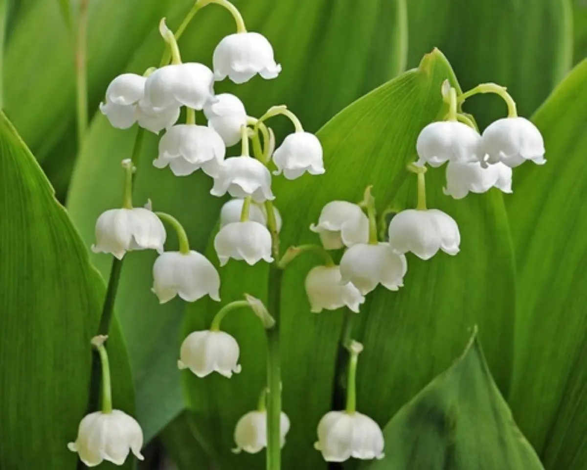 Muguet (de mai) (Convallaria majalis)