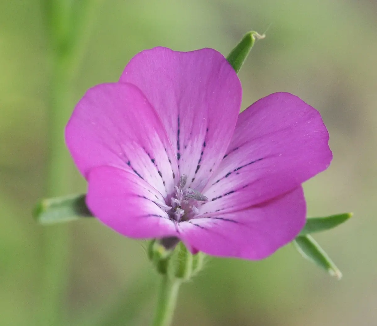 Nielle des blés (Agrostemma githago)