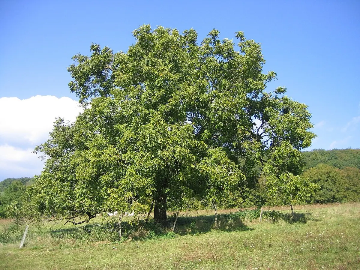 Noyer commun (Juglans regia)