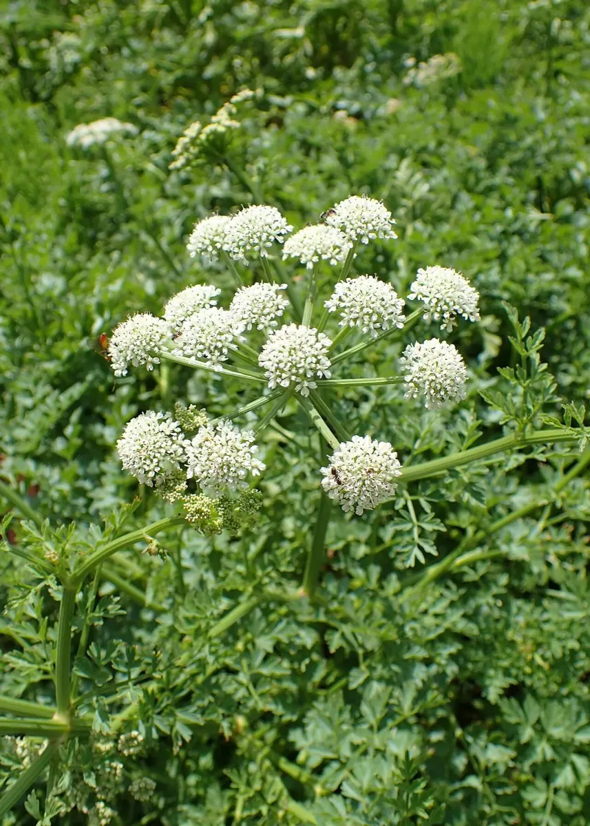 Oenanthe safranée (Oenanthe crocata)