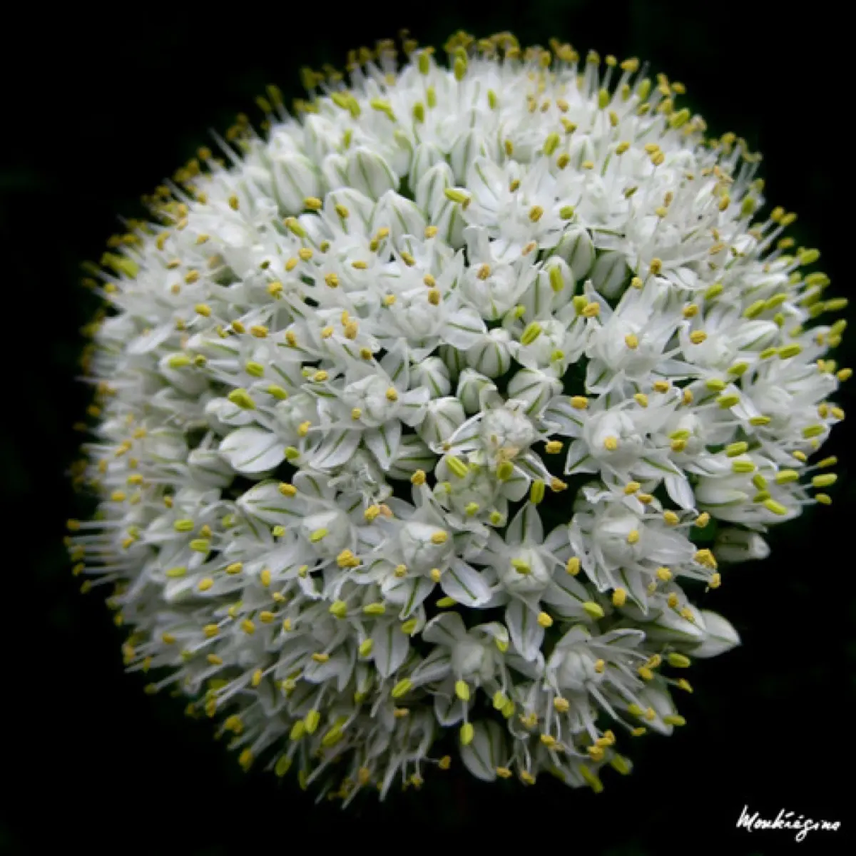 Oignon / Échalote (Allium cepa / Allium ascalonicum)