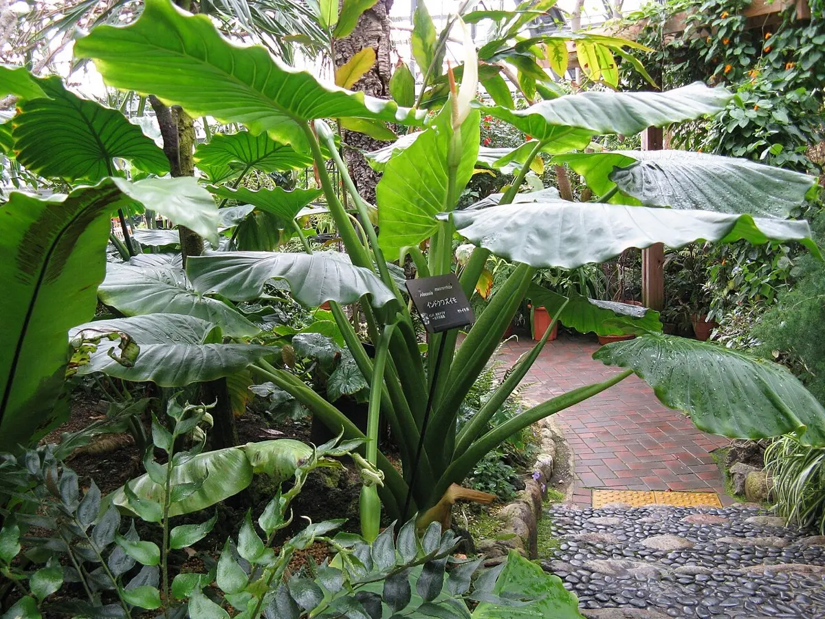 Oreille d'éléphant géante (Alocasia macrorrhizos)