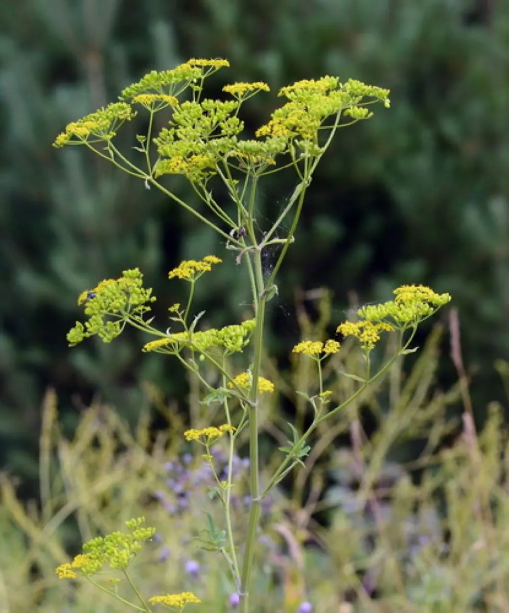 Pastenague sauvage (Pastinaca sativa)