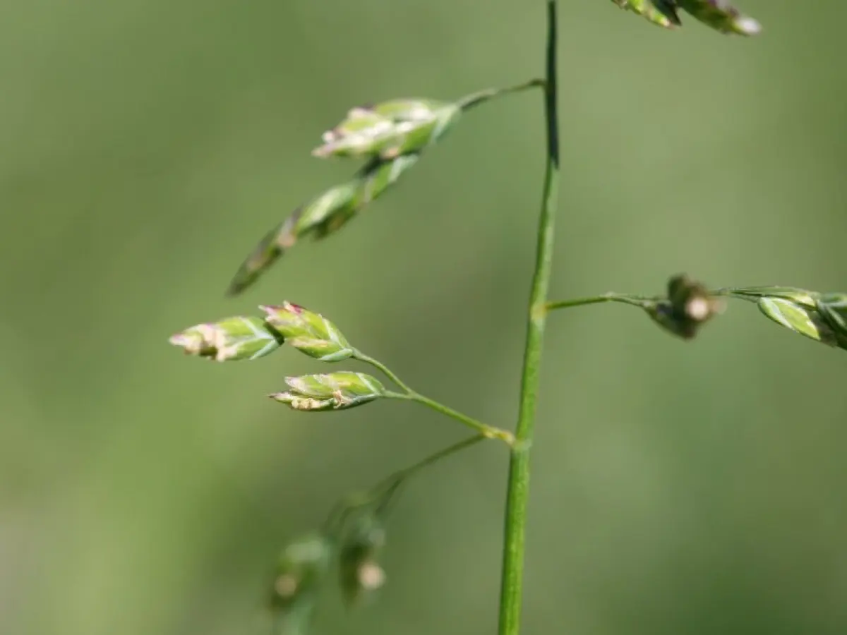 Pâturin annuel (Poa annua)