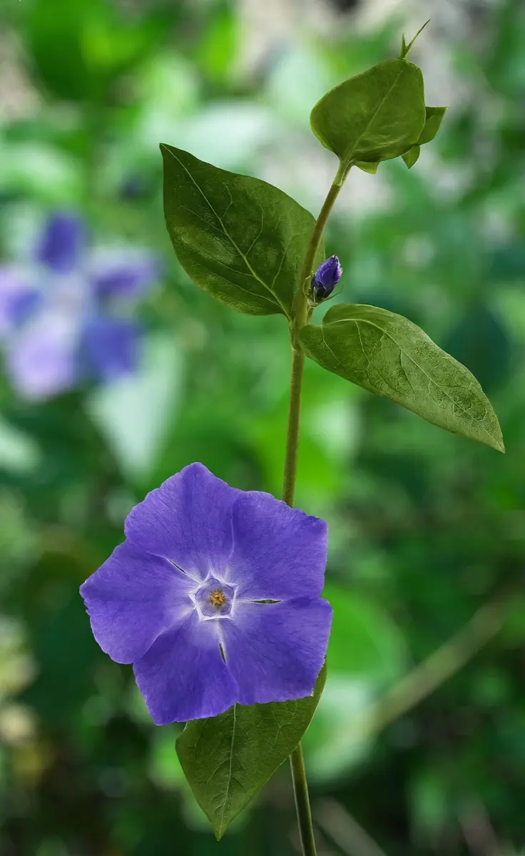 Pervenche (Grande et Petite) (Vinca major / Vinca minor)