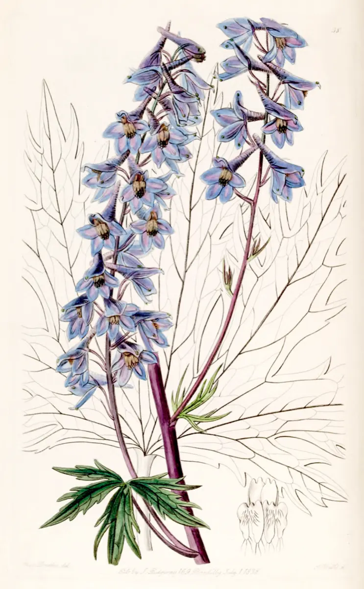 Pied d'alouette (Delphinium) (Delphinium spp.)
