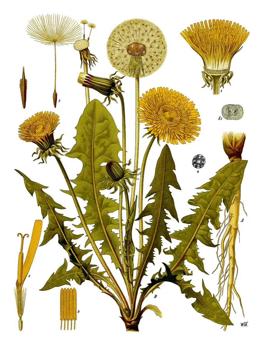 Pissenlit commun (Taraxacum officinale)