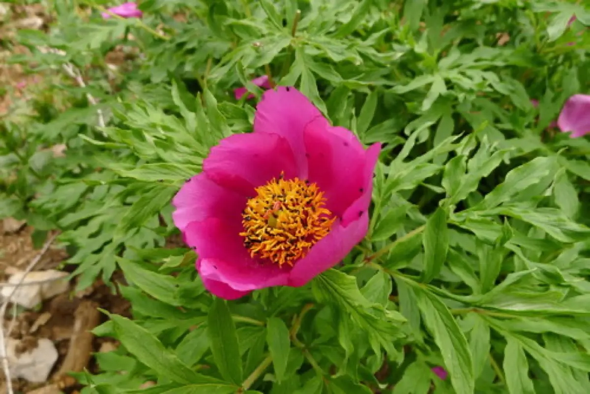 Pivoine (Paeonia spp. (officinalis, lactiflora))