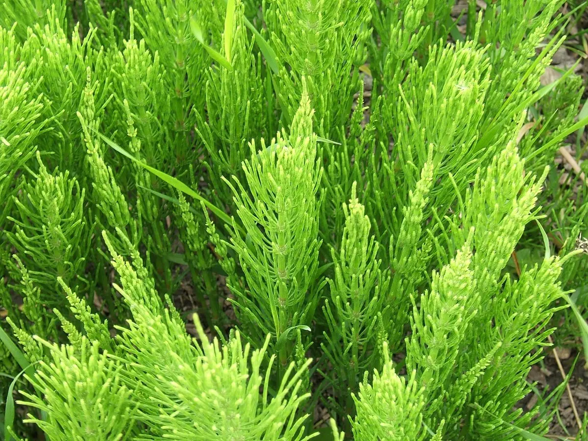 Prêle des champs (Equisetum arvense)