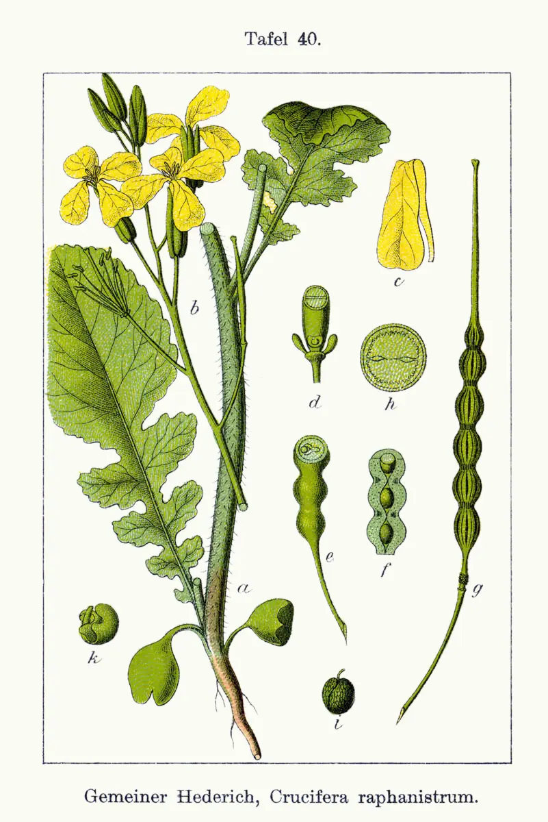 Radis sauvage (Ravenelle) (Raphanus raphanistrum)