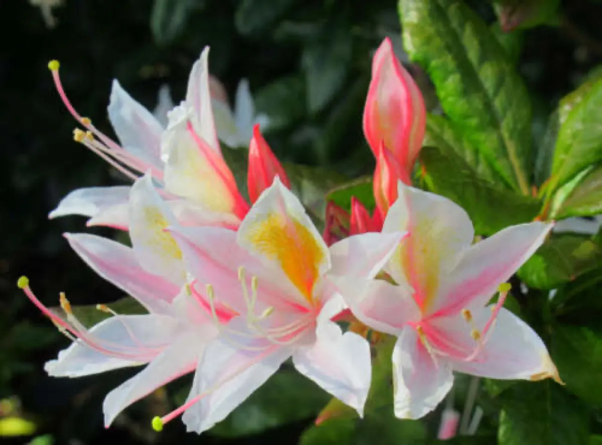 Rhododendron (Rhododendron spp.)