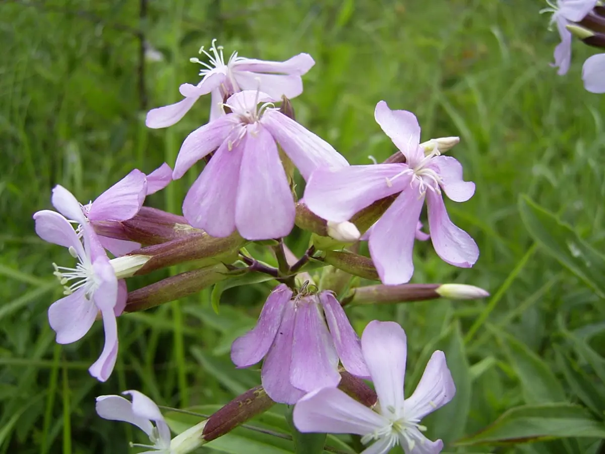 Saponaire officinale (Saponaria officinalis)