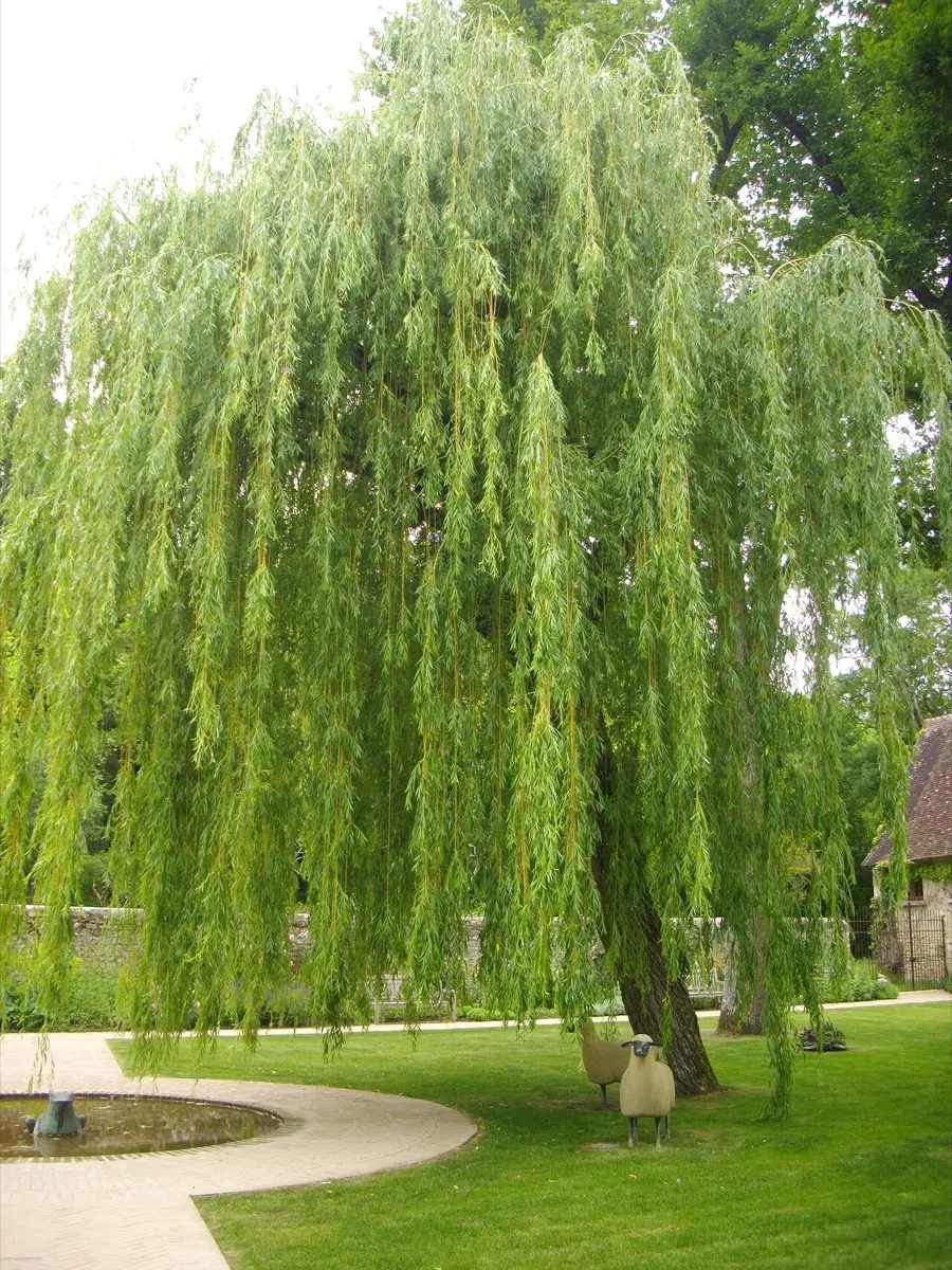 Saule pleureur (Salix babylonica)