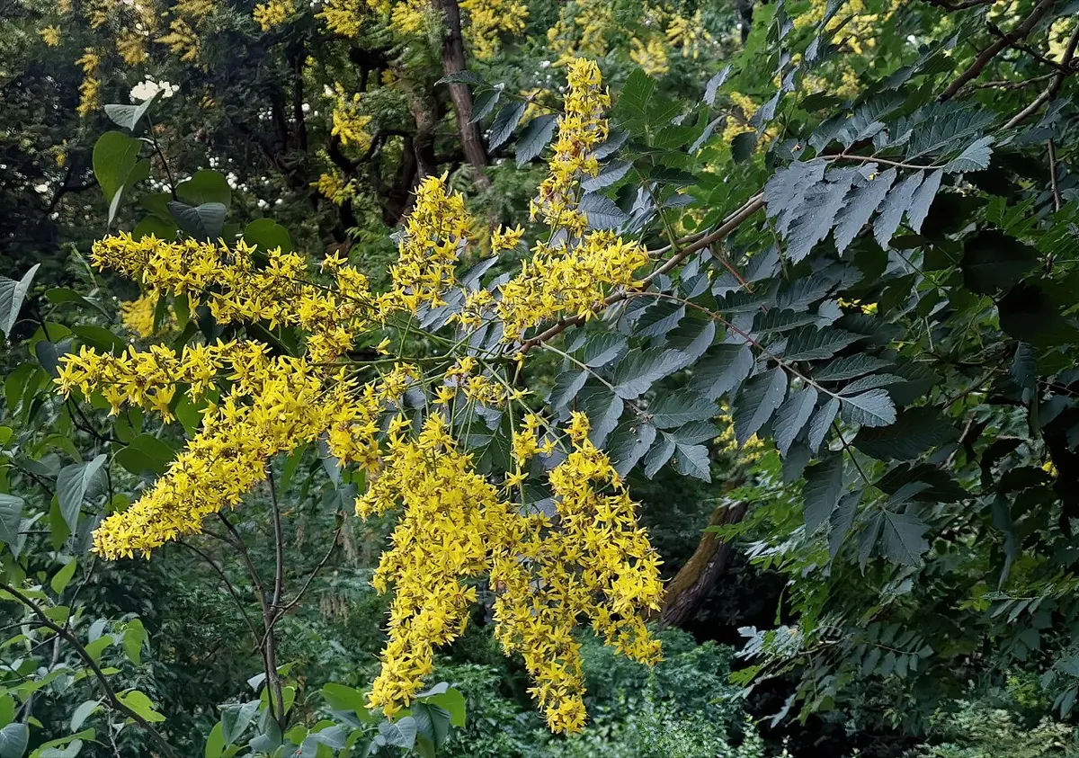Savonnier (Koelreuteria paniculata)