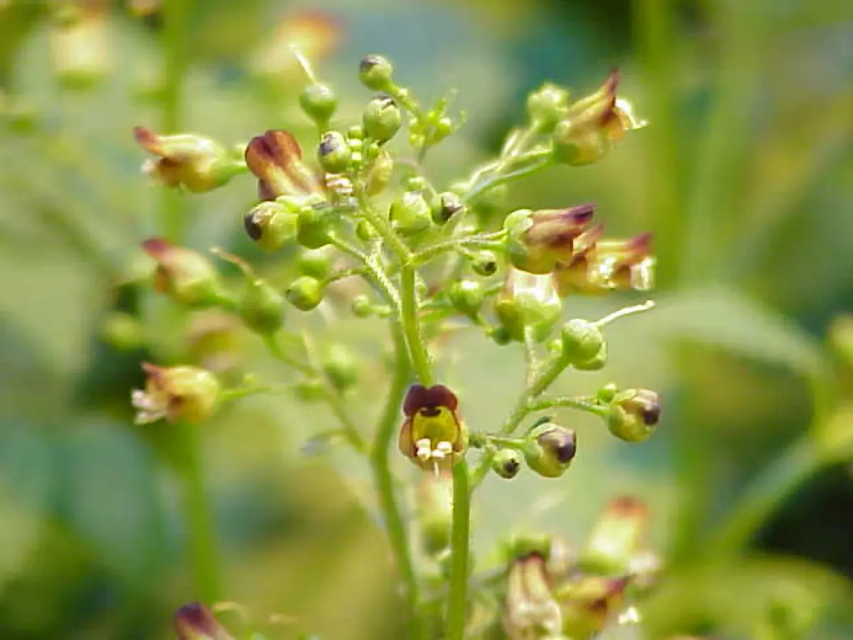 Scrophulaire noueuse (Scrophularia nodosa)