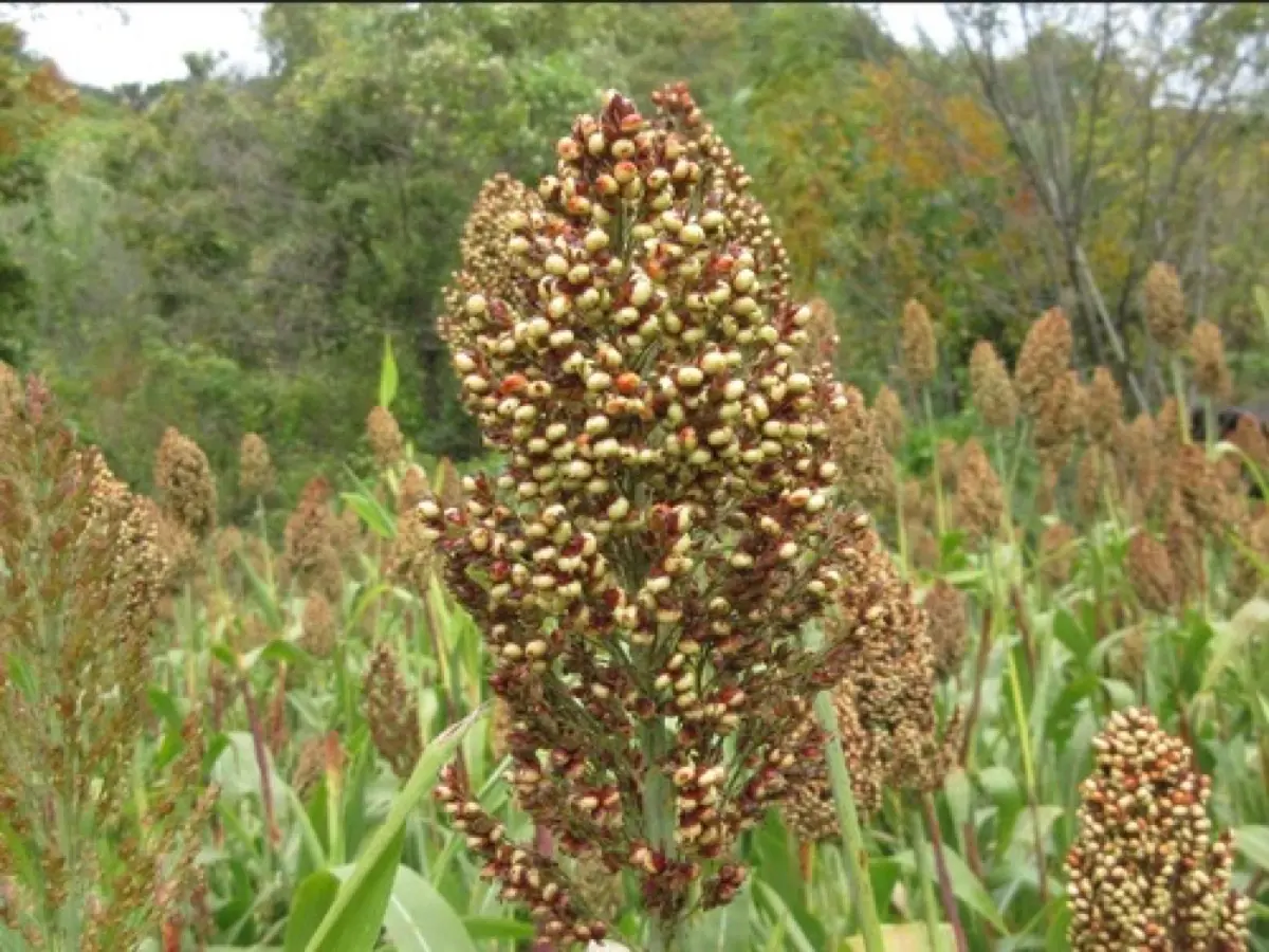 Sorgho (Jeunes pousses) (Sorghum bicolor / Sorghum halepense)