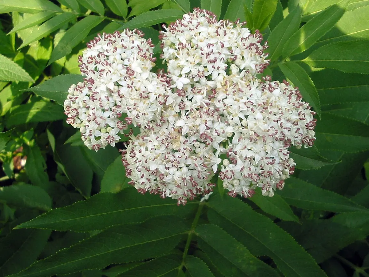 Sureau hièble (Petit Sureau) (Sambucus ebulus)