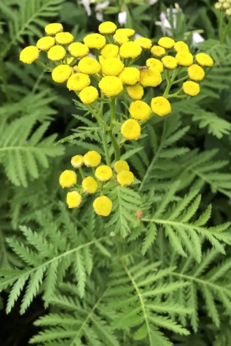 Tanaisie commune (Tanacetum vulgare)