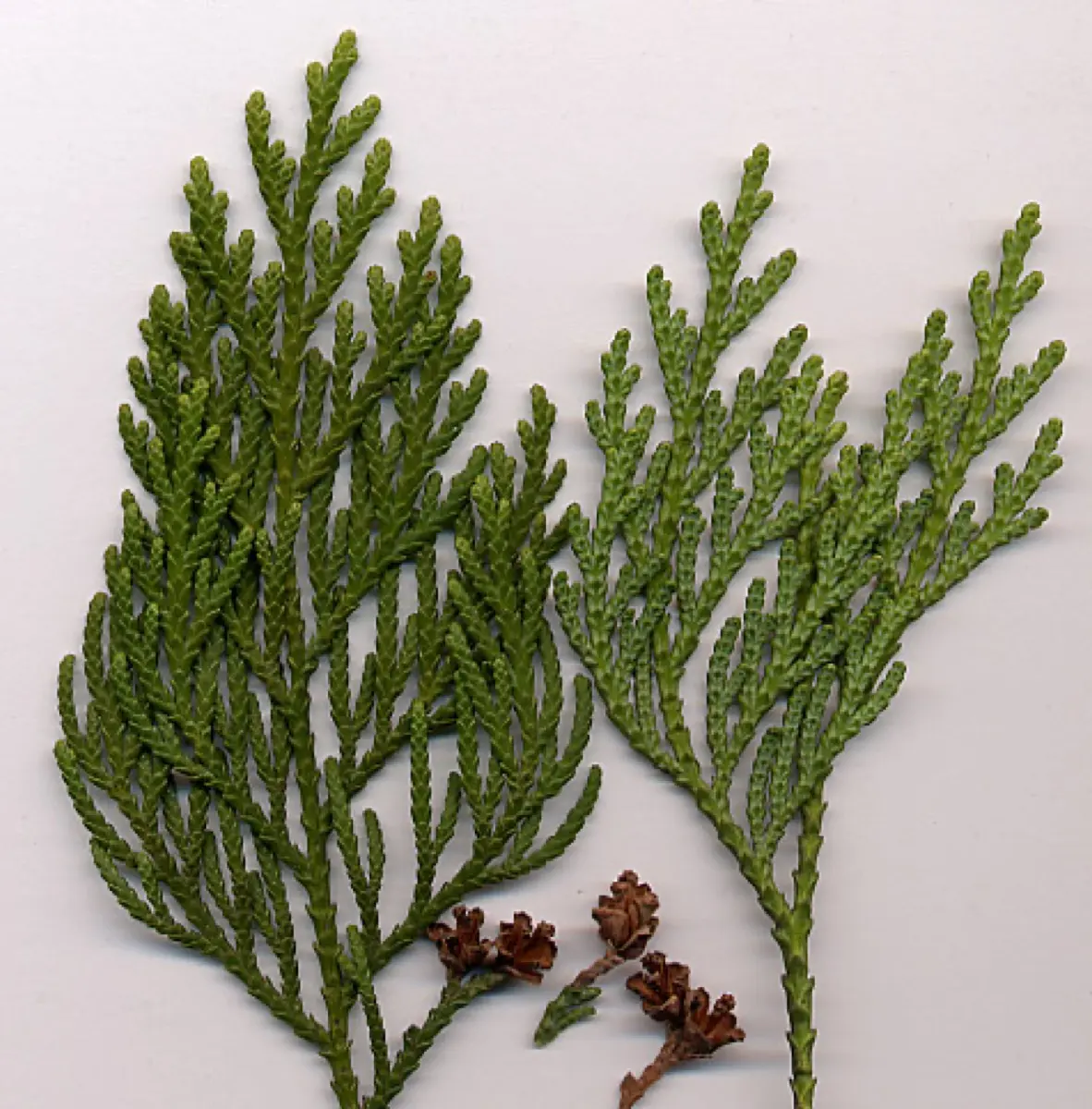 Thuya (Thuja spp. (occidentalis, plicata))