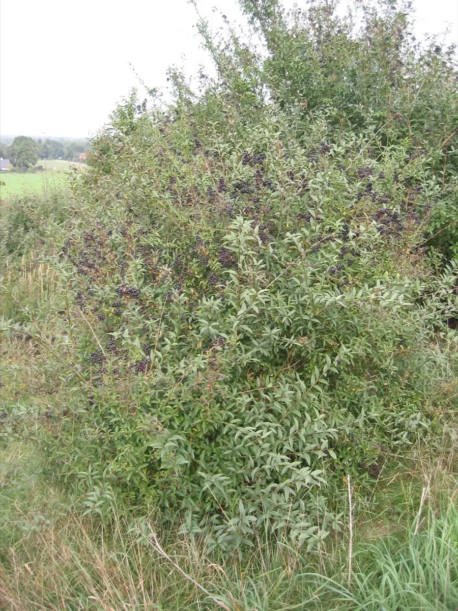 Troène commun (Ligustrum vulgare)