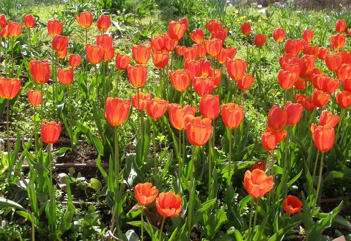 Tulipe (Tulipa spp.)
