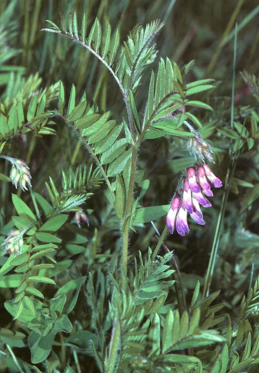 Vesce (Vicia spp. (sativa, villosa))